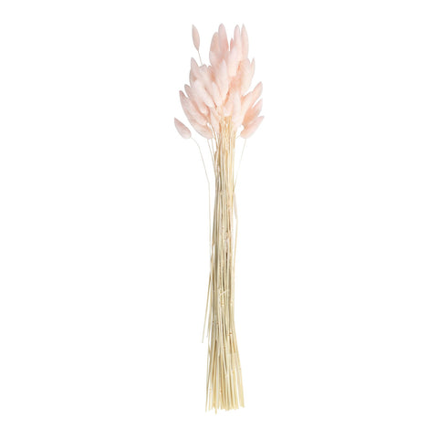 Soft Pink Bunny Tail Pampas