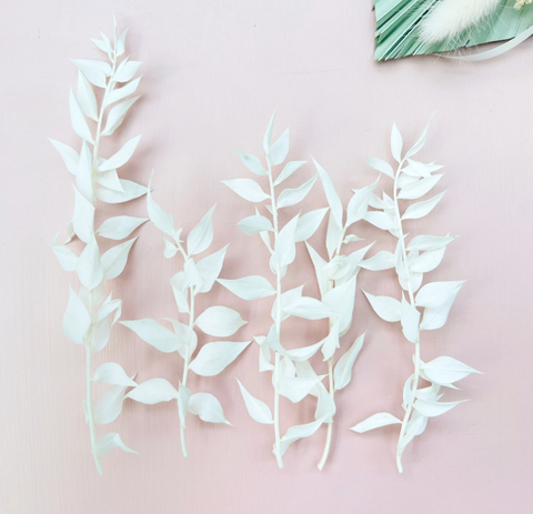 White Ruscus Stems